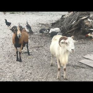 Meet your Posher, Bartolo